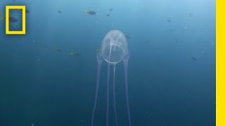 Surviving a Box Jellyfish Attack  Something Bit Me [upl. by Onaled]