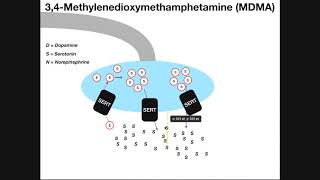 MDMA Ecstasy  Mechanism of Action amp Metabolism [upl. by Gschu701]