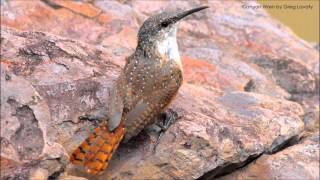 Canyon Wren Song and Call [upl. by Alpert]