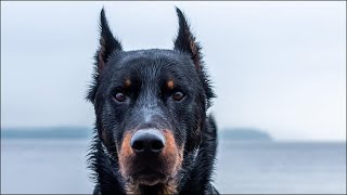 Beauceron  adorable family dog Animal story [upl. by Reteip]