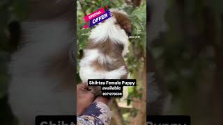 Hellopets01 Available shihtzu doglover [upl. by Ugo987]