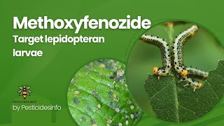 Methoxyfenozide Insecticide Mode of Action formulation Uses and Benefits for Pest Control [upl. by Kieger685]