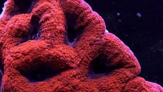 Acanthastrea Corals in the Reef Aquarium Hobby [upl. by Winonah398]