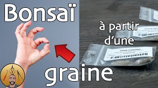 FAIRE un BONSAÏ à partir dune GRAINE 🌳AFDB🌳 [upl. by Esertak414]