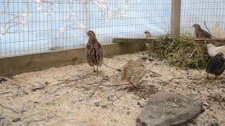 Coturnix Quail  Mating Calls amp Male Sounds [upl. by Clarey]