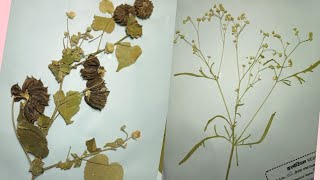 How to make Herbarium filewild plants [upl. by Wirth]