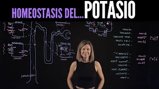 Homeostasis del Potasio K regulación renal y hormonal causas y efectos de los desbalances [upl. by Eerehc748]