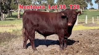 2024 Naracoorte Shorthorn Bull Sale NENTOURA Lot38 T28 [upl. by Ydda]