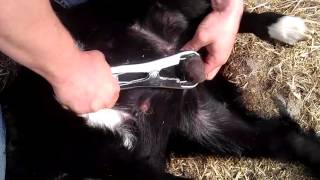 Banding or Castrating of a Goat Buckling Using an Elastrator Band  Link for bander in description [upl. by Nadean]