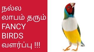 நீங்களும் வளர்க்கலாம் Fancy Birds  குறைந்த இடம் குறைந்த முதலீடு நிறைந்த வருமானம் [upl. by Sarine]