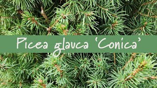 Picea glauca Conica at Prides Corner Farms [upl. by Vania]