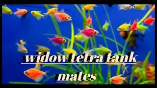 Top 9 Tank Mates For Colour Widow Tetra Fish  Fish knowledge [upl. by Nywnorb]