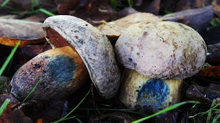 CampAesthetics 125 Fungi amp Bonus Footage Wild Camping UK [upl. by Trebuh]