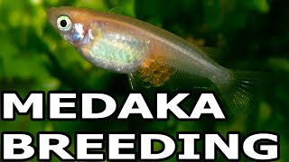 HOW TO BREED MEDAKA RICE FISH [upl. by Ariaes801]