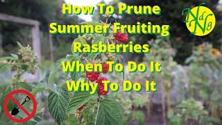 How To Prune Summer Fruiting Raspberries When to Do It  Why To Do It [upl. by Enahpad586]