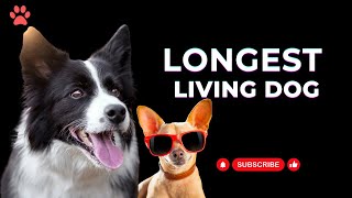 Top 10 Longest Living Dog Breeds [upl. by Mccormick]