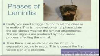 Laminitis in Horses Seminar by Equine Vet  Part 13 [upl. by Eibba840]