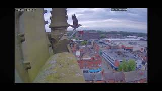 I Believe I Can Fly  Wakefield Peregrines [upl. by Aivax]