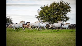 The Majestic Connemara Pony  Connemara Pony Breeders Society [upl. by Raynata]