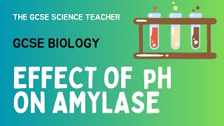 GCSE Biology Lesson 5 Effect of pH on Amylase Activity Required Practical [upl. by Eilahs]