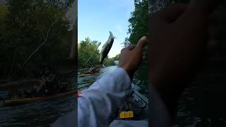 Bass destroys my topwater lure bassfishing fishing [upl. by Einomrah]