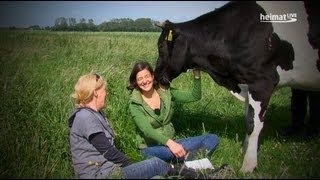 Kuh schleckt ab  heimatZEIT auf dem Hof Butenland  Juni 2013 [upl. by Niai]