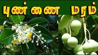 calophyllum inophyllum  புண்ணை மருத்துவம் punnai medicin [upl. by Stillas]