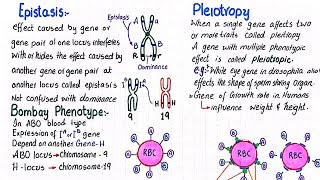 Epistasis  Bombay phenotype  Pleiotropy  class 12 [upl. by Lurlene]