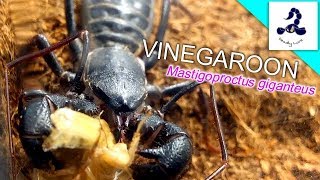 【捕食】ビネガロンのエサやり VINEGAROON FEEDING！！ [upl. by Artenra884]