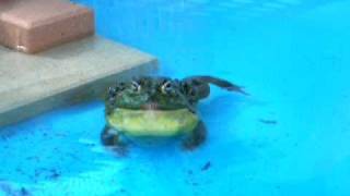 Giant African Bullfrog outdoor croak [upl. by Ravi]