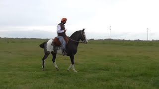 VENDIDO Overo negro DESTACADO hermoso y buen caballo 60000  Venta de Caballos Valeria Calvo [upl. by Dysart]