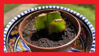 Lidcactus stekken propagation Christmas cactus [upl. by Remat]