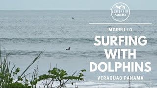 Morrillo  Surfing with Dolphins [upl. by Colville622]