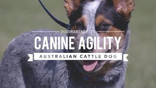 AUSTRALIAN CATTLE DOG CANINE AGILITY [upl. by Nosyerg596]