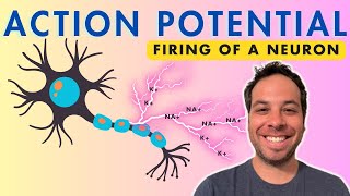 Saltatory conduction in neurons  Human anatomy and physiology  Health amp Medicine  Khan Academy [upl. by Wanyen752]