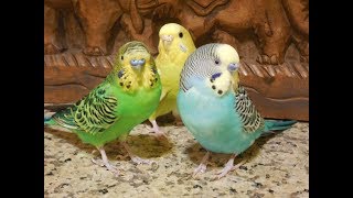 No more lonely budgies Pet parakeets encourage your bird to sing 11 Hr recording [upl. by Ennairol]