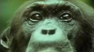 Chimpanzees Team Up to Attack a Monkey in the Wild  BBC Studios [upl. by Viva]