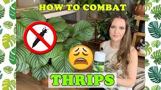 MY ORBIFOLIA HAS THRIPS 😩🌱HOW TO GET RID OF THEM [upl. by Ioved]