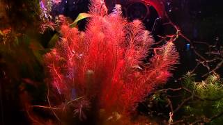 Rotala Wallichii How To Keep Rotala Turn Red Tips and Tricks [upl. by Norrie]