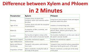 Differences between xylem and phloem  Xylem vs Phloem [upl. by Ahs198]