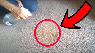 How to Get Stain Out of Carpet Using Only Vinegar [upl. by Copeland]