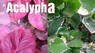 2 types of Acalyphacopperleaf How to grow by cutting [upl. by Losiram]