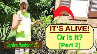 Did The Euonymus Survive Part 2  The Results [upl. by Weiner343]