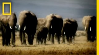 Revenge of the Elephants  National Geographic [upl. by Wells802]