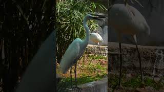 Panamaram Heronry A Sanctuary in the Treetops BirdingHabitat NaturePhotographyLover Wildlife [upl. by Iruy]