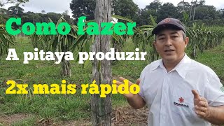 COMO FAZER A PITAYA PRODUZIR 2X MAIS RÁPIDO [upl. by Rebna]