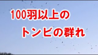 夕空に100羽のトンビが飛翔・鳴き声 [upl. by Balliett]