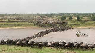 Wildebeest Migration River Crossing Serengeti National Park [upl. by Edac]