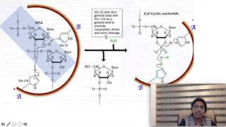 RNase A  Catalytic mechanism of Ribonuclease A Biochemistry [upl. by Ahsinek307]