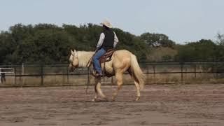 2016 Palomino Stallion by Quails Yellow Berry after 90 days [upl. by Sabina]